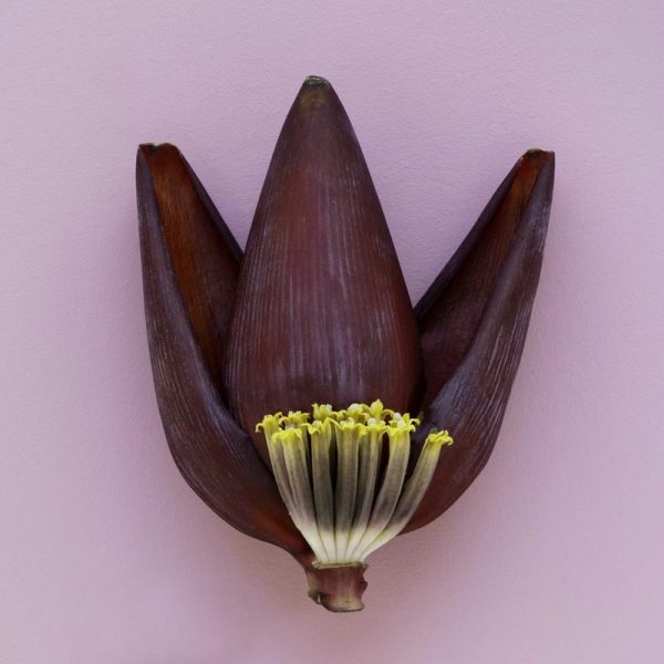 Banana Flower/Mocha