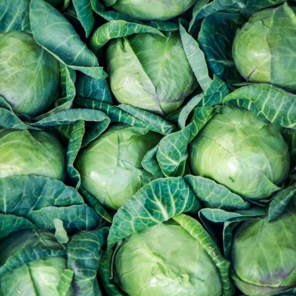Cabbage - Organic